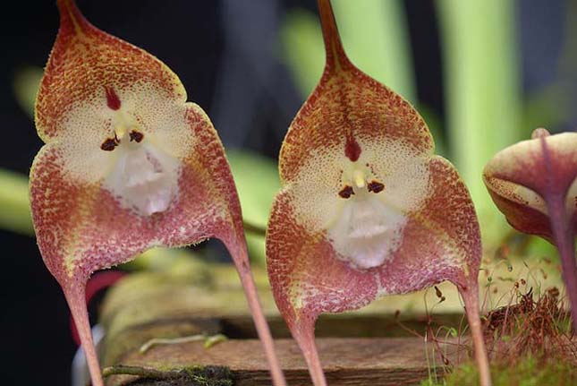 Majom Orchidea